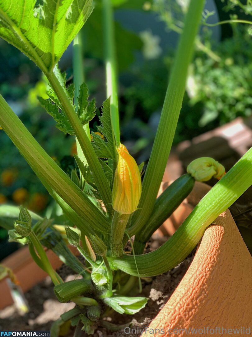 wolfofthewild / wolfofthewildd Çıplak OnlyFans  Sızdırılmış Fotoğraf #14